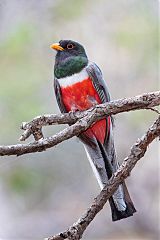 Elegant Trogon